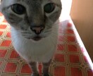 50代ママが子育て・家族・人生の悩み何でも聞きます 50代の母親目線で、あなたの心に寄り添います。 イメージ2