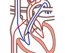 医療者向けの資料用イラストを作成致します 発表、論文資料など細かな指示に対応したイラストを作成します イメージ5