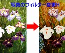 ピントが合わずにぼやけた写真を鮮明に修正します 指定の部分の修正も可能です。OP:BIGサイズ対応 イメージ7