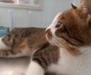 1分からでも♡話し相手になります 心が癒やされたい・誰かに話して気持ちが楽になりたい方へ イメージ1