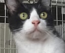 カレンダーやパンフレットに使います 可愛い兄弟猫ちゃん達。仲良し兄弟！ イメージ5
