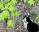 お電話での相談が苦手な方、チャット相談受け付けます 直接話すのが苦手、文章でのやり取りが気楽な方など イメージ1