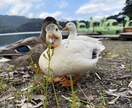 恋愛の“モヤモヤ”を一緒に整理します もう1人で抱え込まなくて大丈夫です! イメージ1