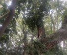愚痴・悩み全て聞き・世間話全て聞きます 愚痴・悩み・世間話全て聞きますのでぜひご利用ください イメージ1
