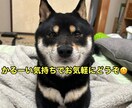 アプリ婚経験者が恋愛相談に乗ります 男性と話すのが苦手は女性も是非どうぞ！お話しましょう！ イメージ2