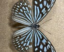 昆虫標本作ります 亡くなった昆虫、標本にしませんか？ イメージ3