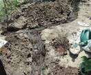 庭木の手入れについて、疑問や悩みを解決します 庭園の設計・施工・管理の業務を通じて、適切にアドバイスします イメージ10
