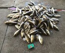 実績あり！釣り針の結び方、趣味漁師が直伝します 漁師の世界は企業秘密。だからこそ価値がある。 イメージ6