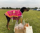 子犬を迎える前後の不安、まるごと先回り解決します 現役ドッグトレーナーが子犬を家族に迎える前の不安お聞きします イメージ3