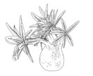 ビザールプランツ、多肉植物の線画イラスト描きます 植物のお写真から線画のイラストを描きます イメージ1