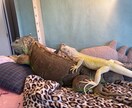 イグアナの飼い方や悩みを経験者が聞きます これって大丈夫？イグアナ飼育の不安を一緒にゆっくり整理します イメージ4
