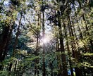 お花・植物・自然の写真提供します 色鮮やかなお写真多めに提供します イメージ8