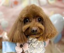 シンプルで似ているペット似顔絵を描きます グッズにすると普段使いできるシンプルオシャレな似顔絵 イメージ6