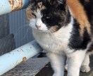 あなたの希望に沿った日本語の歌詞を制作します 切ないけれど明るい歌詞が得意です！！ イメージ1