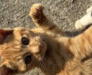 猫ちゃんの可愛い写真を送ります。ます 猫ちゃんだけじゃなくて牛さんの写真や季節の写真を送ります。 イメージ3