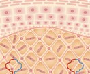 お肌の内部を描きます 化粧品の効果説明や皮膚の作りをわかりやすくお伝えします イメージ1