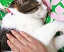 大事なペットさんと飼い主さんの気持ちを通訳します ペットさんの気持ちを理解して関係性を向上させましょう♡ イメージ2