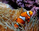 水族館の入館料がオトクになります 元飼育員が教える！日本国内オススメ水族館！入館料がオトクに！ イメージ3