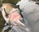 虹鱒 【釣り】 北海道の虹鱒をフライで狙う！ます ワイルドレインボー ハンティングメソッド イメージ8