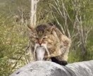 占いが何故当たってると思ってしまうのか話します 占いスピ系で色々言われて混乱しそうな頭を整理しましょう イメージ1