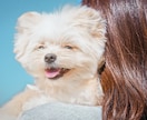 犬【SNS掲載OK】わんちゃんのお写真撮影します 何気ない毎日を、かけがえのないキヲクに。 イメージ2