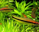 アクアリウムの事、何でも承ります 「アクアリウム始めたい」から移動水族館まで イメージ1