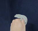 爬虫類・両生類の飼育や器材の購入アドバイスします アクアリウム系含め飼育・繁殖経験30年。初心者大歓迎。 イメージ4