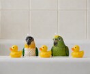 愛鳥家さんの親バカ話・お悩み聞きます 鳥好きだからこそ分かる気持ち、聞かせてください☺︎ イメージ1