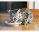 お子様やペットとのはじめての一年を動画に残します ただ一緒に過ごしただけなのに、人生が変わった一年を動画に イメージ5