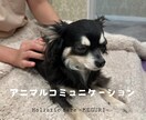ペットさんとお話します＆伝えたいことをお伝えします 大好きな家族との絆をさらに深めるお手伝いをさせてください イメージ1