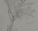鉛筆でご依頼されたお花の絵を描きます 素人の模写作品です。本気で描かせていただきます。 イメージ2