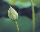人生総合★【守護霊リーディング】★霊視で鑑定します 人生総合★あなたの守護霊様と繋がる★霊聴・霊視★魔法タロット イメージ5