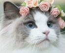 猫の神様タロットに聞きます 陽だまりみたいに優しく時には鋭く♡ 猫の神様からの伝言 イメージ2