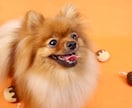 浜松市で愛犬専門の出張撮影いたします ご自宅で自然な表情を丁寧に撮影します イメージ6