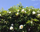 リントが聞きます、お話します 色んなことをあれこれ話したい人へ☆『リントとお話しませんか』 イメージ1
