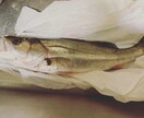 釣り教えます 初めての方や、もっとうまくなりたいかたに。 イメージ3