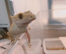 爬虫類のこと何でも相談に乗ります 初心者歓迎！トカゲやヘビまで幅広く対応。 イメージ10