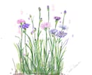 大好きなお花をデジタル水彩画で描きます 季節に合わせたお花を絵葉書にしてみませんか イメージ5