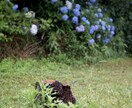 ご希望に添ったお写真をお届けします ご希望に添ったお写真をご提供させて頂きます!! イメージ2
