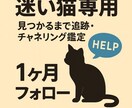 チャネリングで迷子のワンちゃんネコちゃんを探します チャネリングで迷子の犬、猫をお探しします。 イメージ2
