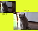 写真素材の作成・修正・加工の各種を承ります 著作権などの心配がない、オリジナルでの作成をご希望の方に！ イメージ3