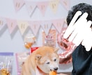 可愛い！ペット写真撮ります ペットの豊かな表情を！6hまで選択可能です！ イメージ1