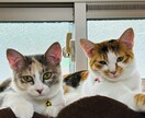 ペットの気持ちお届けします ペットの様子がおかしいなあと思う時、話を聞いてお伝えします イメージ2
