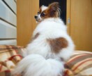 現役飼育員がペットのお悩み解決します あらゆるペットのお悩み解決のお手伝いをさせていただきます。 イメージ1