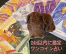 ワンコイン！ペットの気持ちをタロットで占います ペットに関するご相談をタロットと動物学からアドバイスします！ イメージ1