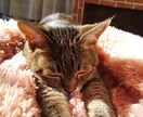 保護猫についてボランティア歴7年の私が教えます 保護猫を飼いたい✨ボランティアをしたい✨疑問にお答えします！ イメージ3