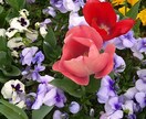 障害と生きるお子様のご家族のお話を聴きます。ます つらいお悩み、私と話してみませんか？他言は一切いたしません。 イメージ2