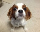 温もり色鉛筆のペット似顔絵、描きます 写真以上の"ぬくもり"を色鉛筆でふんわりリアルに イメージ4