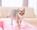 うちの子が1番✨あなたの愛猫の自慢話をお聞きします 誰より猫に癒されたい僕が、とことん猫トークにお付き合いします イメージ9
