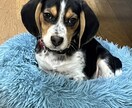 自分のライフプランにあっているかご相談にのります お気軽に保険について知ってみませんか？ イメージ1
